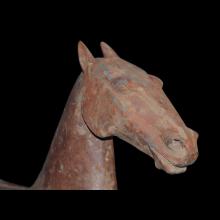 Cheval debout à l'arrêt